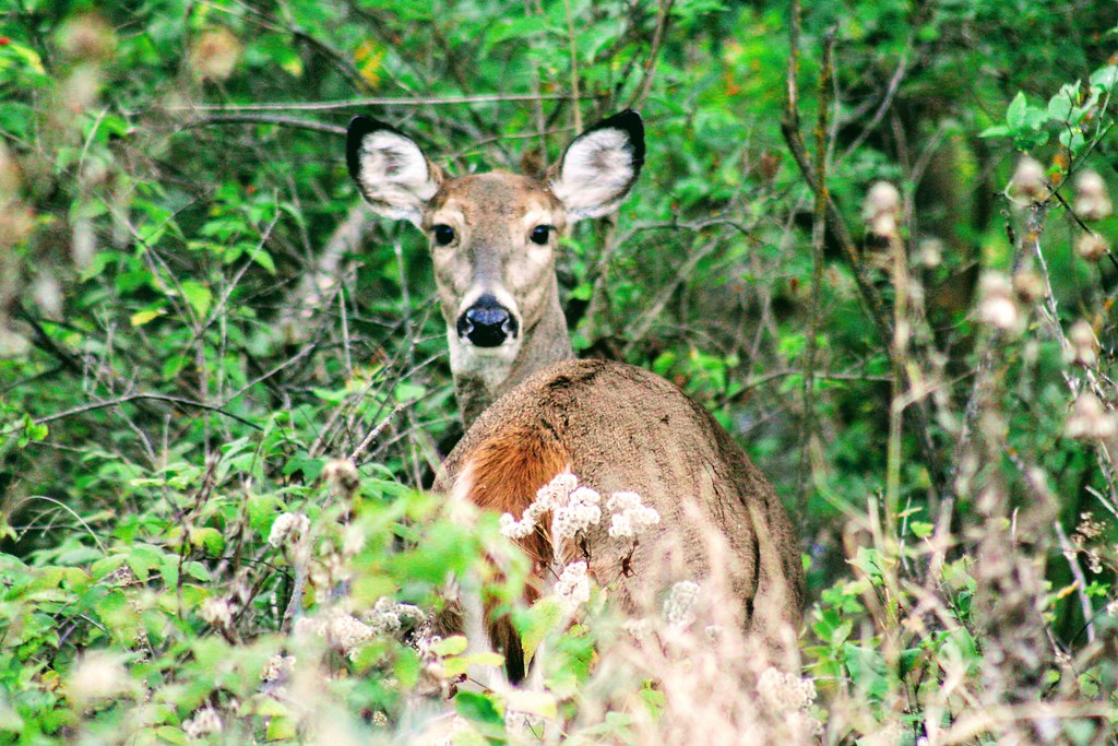 Doe A Deer, a female deer Cara Wesley Flickr