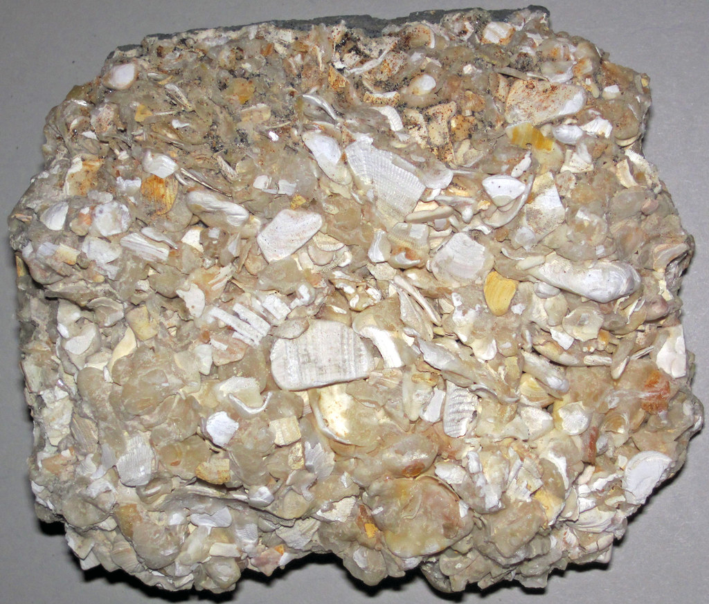 Coquina (Anastasia Formation, Quaternary; St. Augustine, Florida, USA