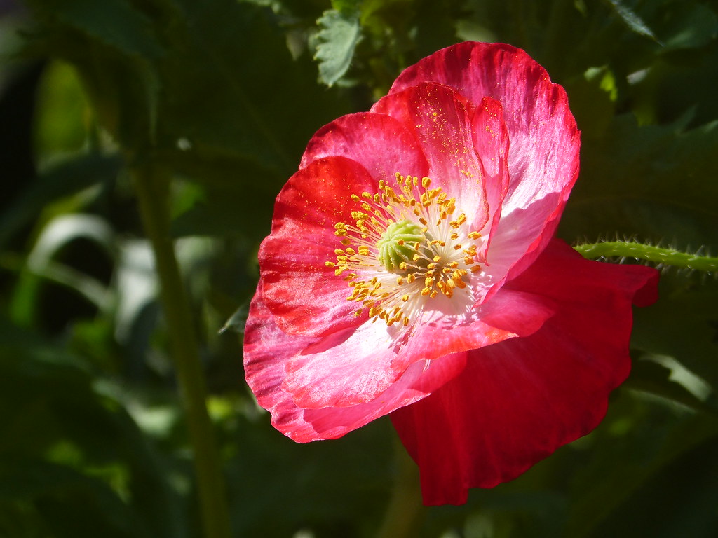 Soaking up the morning sun My second Poppy greeted me this… Flickr