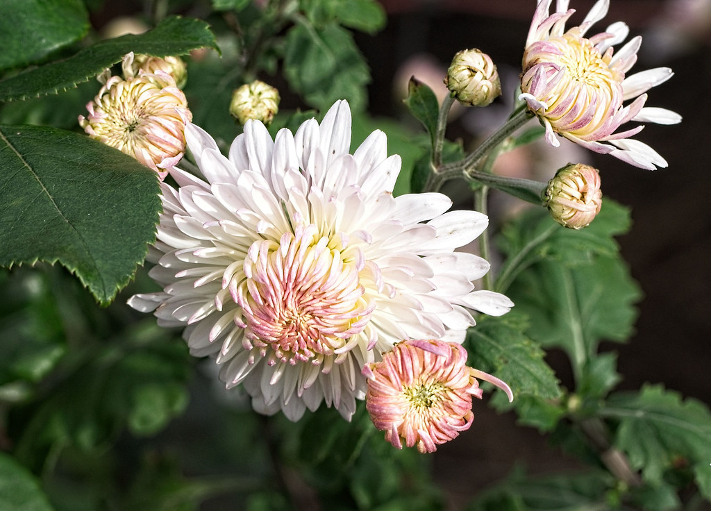 Chrysanthemum rubellum 'Emperor of China' 10/2021 Mum Flickr