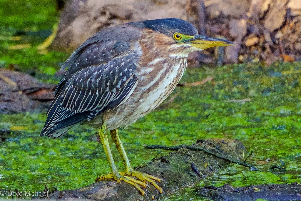 immature Green Heron Eagle Scout Lake, Escondido, CA David C
