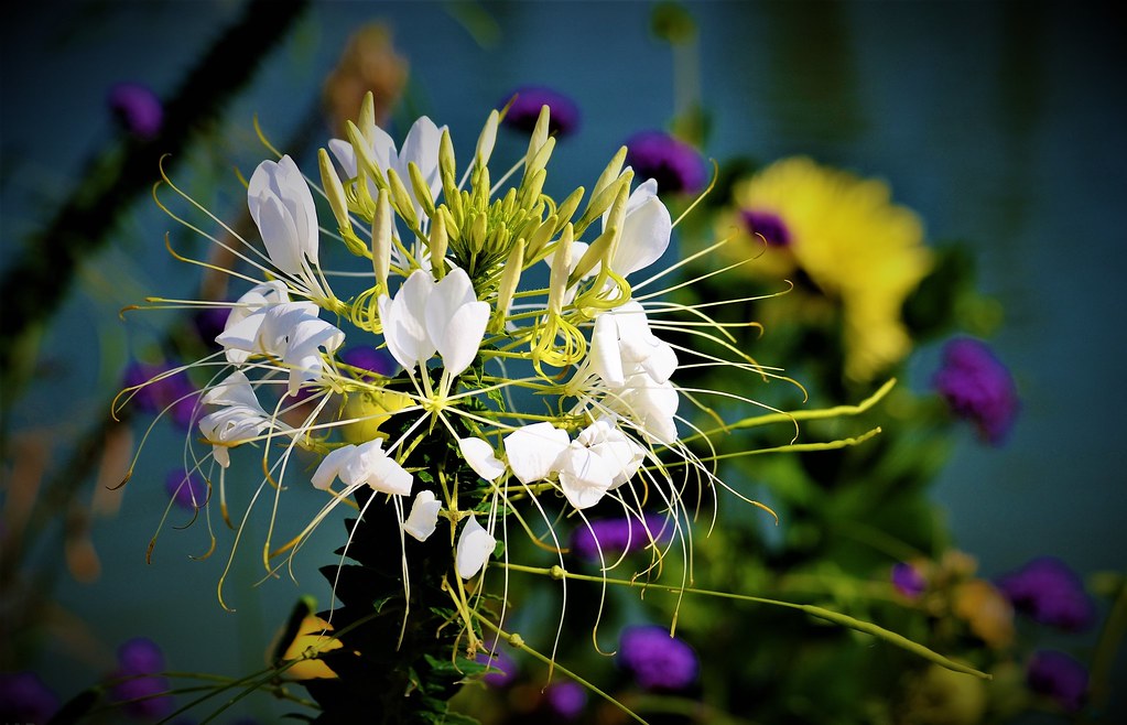 Flowers PJ Adi Flickr