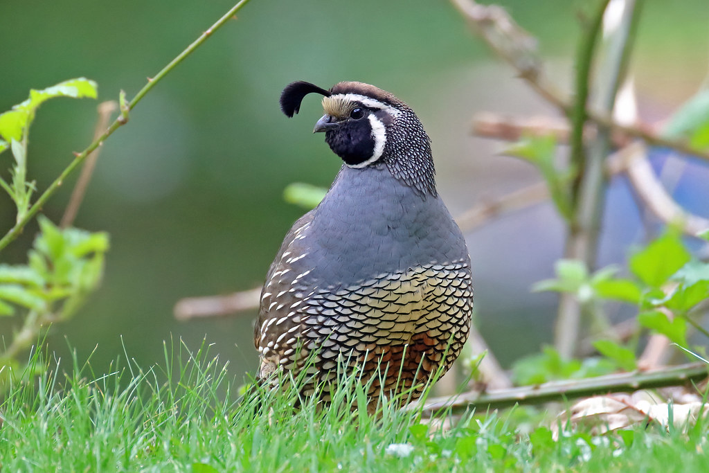 California Valley Quail California Valley Quail male c… Flickr