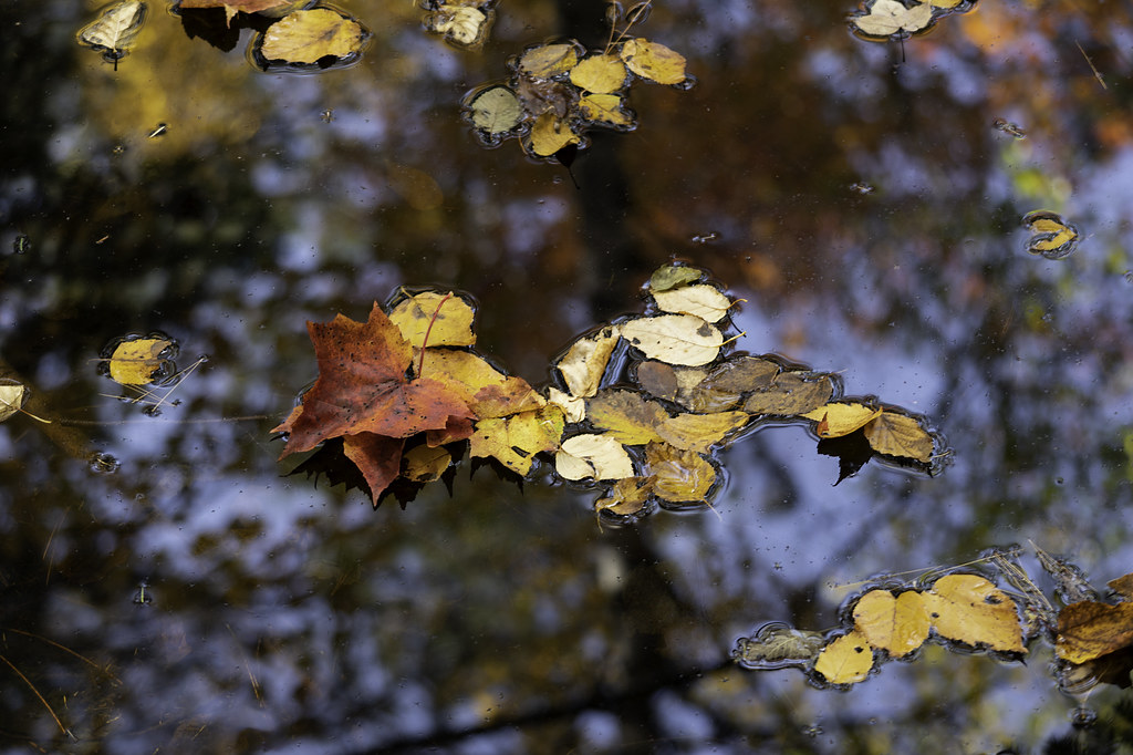 20211009 Spectacle Pond Reflections11108 Spectacle Pond… Flickr