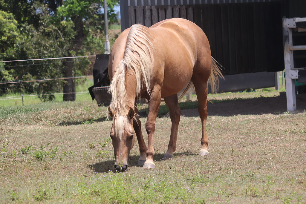IMG_4681 ok quarter horses Flickr
