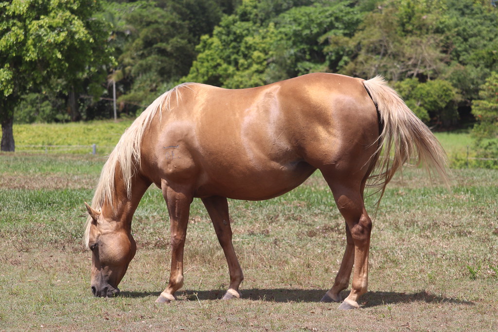 IMG_4688 ok quarter horses Flickr