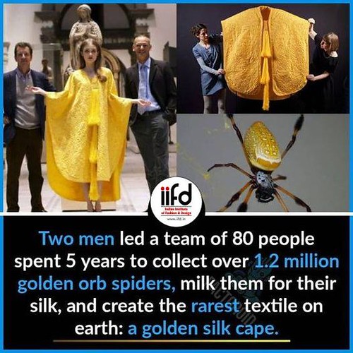 Golden Silk Cape GoldensilkCape Did You Know? A rare tex… Flickr