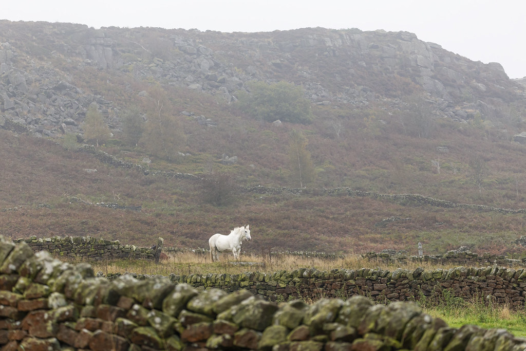 White horse Lone White Horse near Baslow Edge Peak Distric… Twiggy's Photography Flickr