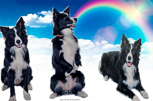 Asha The star of County Down who's light still shines bri… Flickr