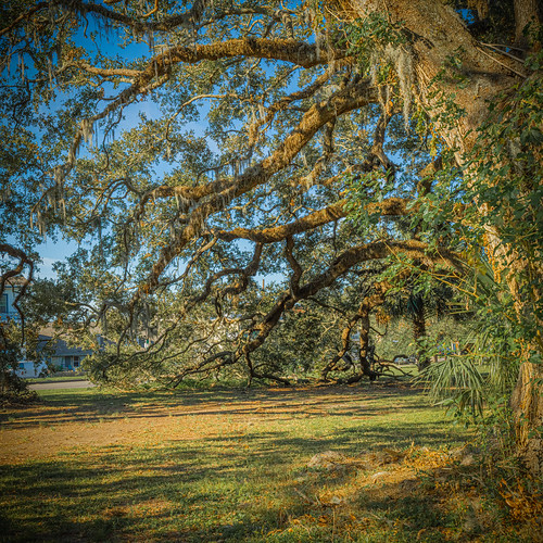 New Orleans City Park Oak Trees The trees are between 500 … Flickr