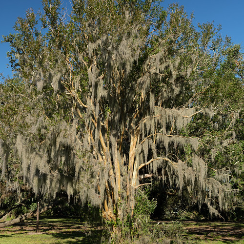 New Orleans City Park Oak Trees The trees are between 500 … Flickr