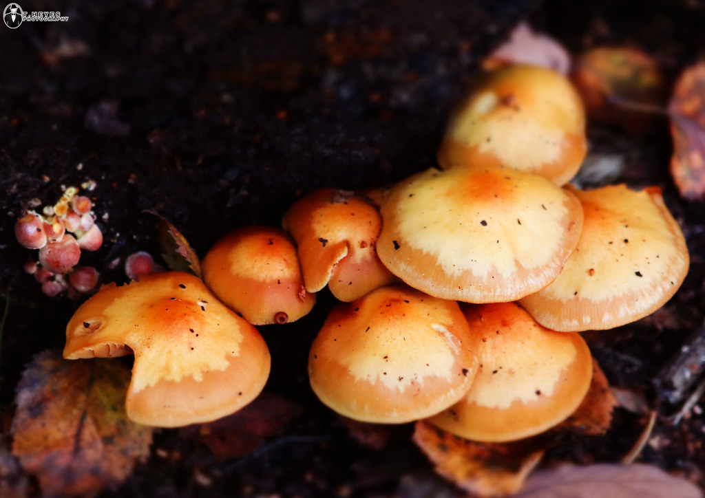 Sheathed Woodtuft Streetly Wood, Sutton Park, Sutton Coldf… Flickr