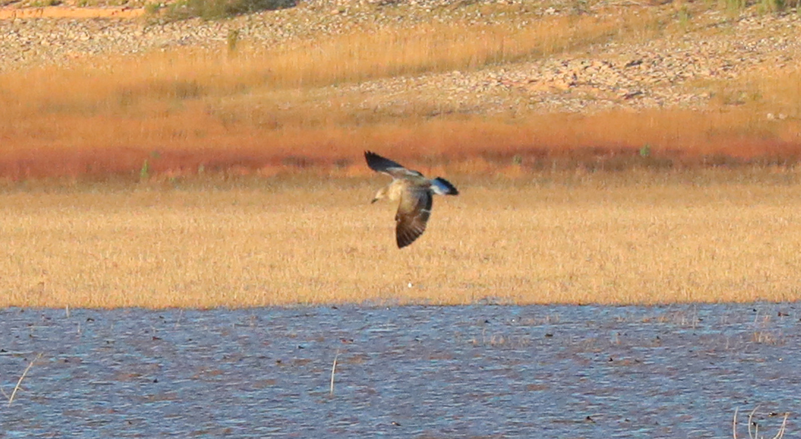 San Carlos Lake gull 26 Oct 2021 Flickr