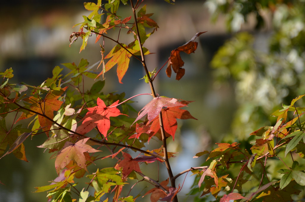 Fall colors Pembroke Meadows Lake Park belgm3 Flickr