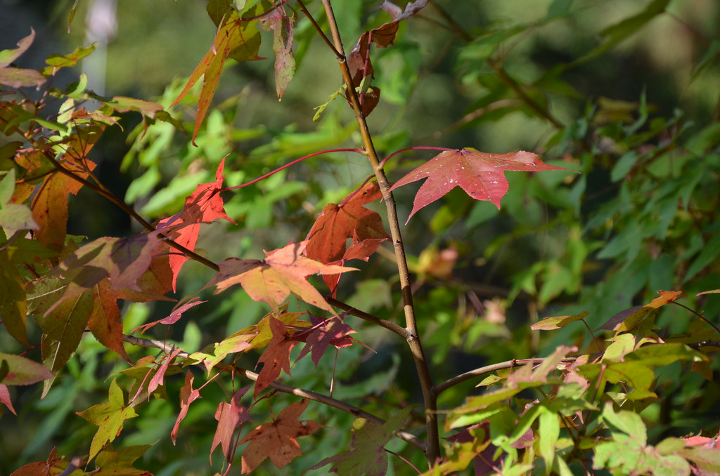 Fall colors Pembroke Meadows Lake Park belgm3 Flickr