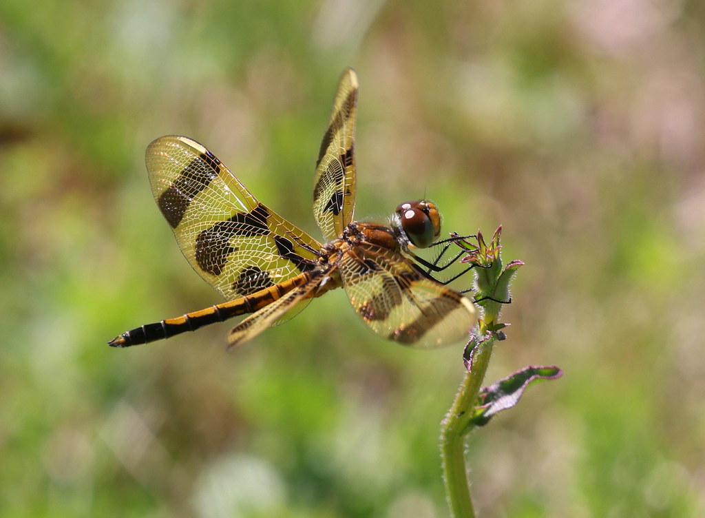 Halloween Pennant I'm not certain why this dragonfly is ca… Flickr