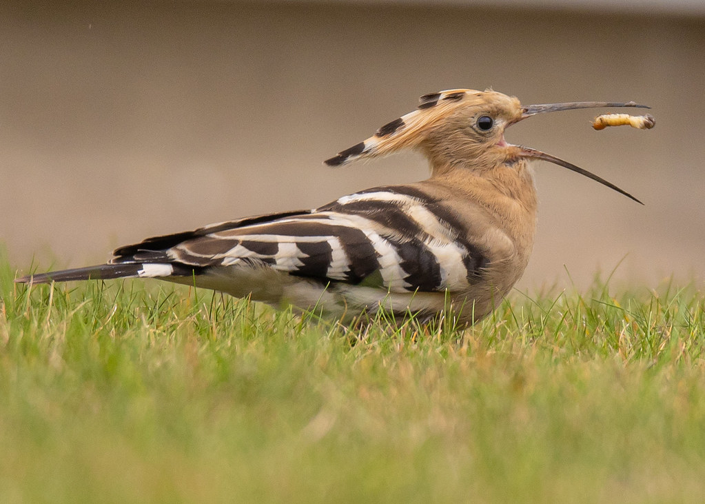 BQ8I1820 hoopoe warwick 27th october jim hutchins Flickr
