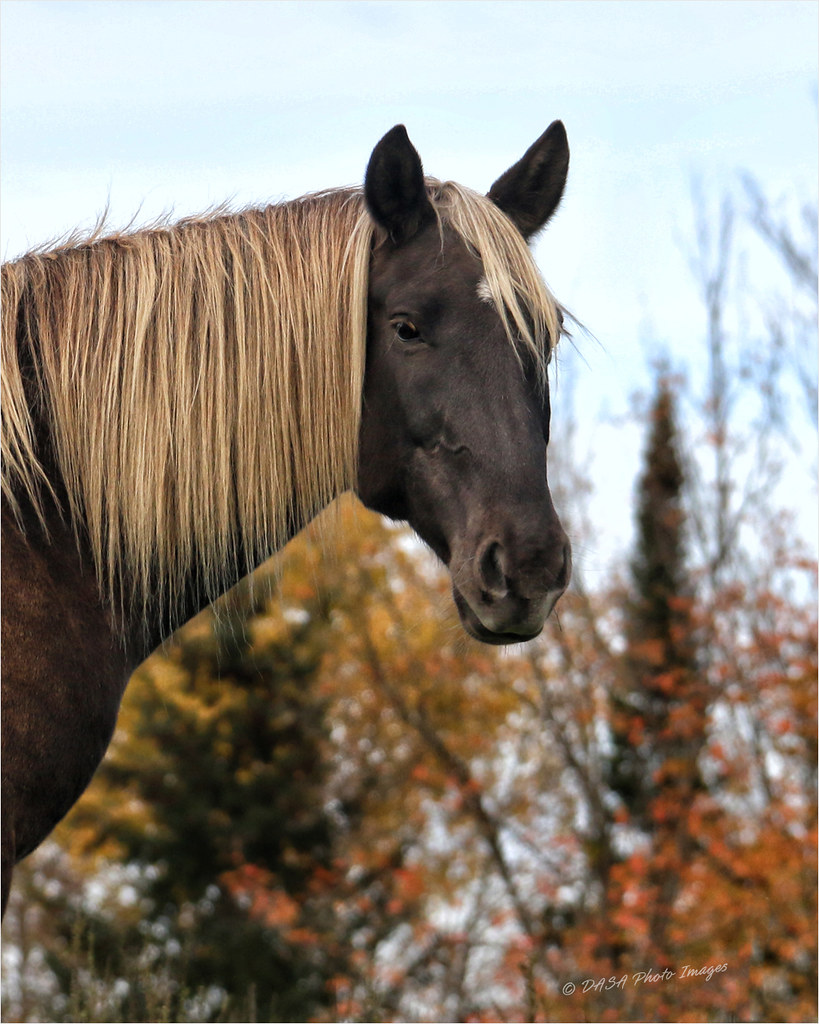 Rocky Mountain Horse 3804 Rocky Mountain Horse portrait Flickr