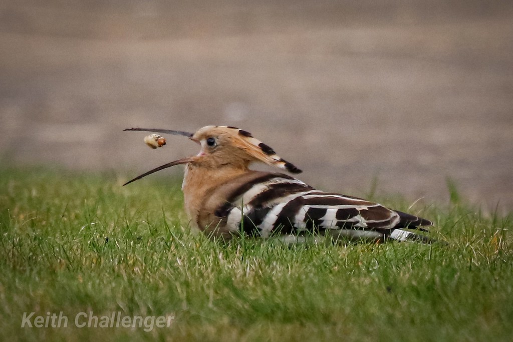Hoopoe 🌞 Quick trip to Warwick this morning to catch this… Flickr
