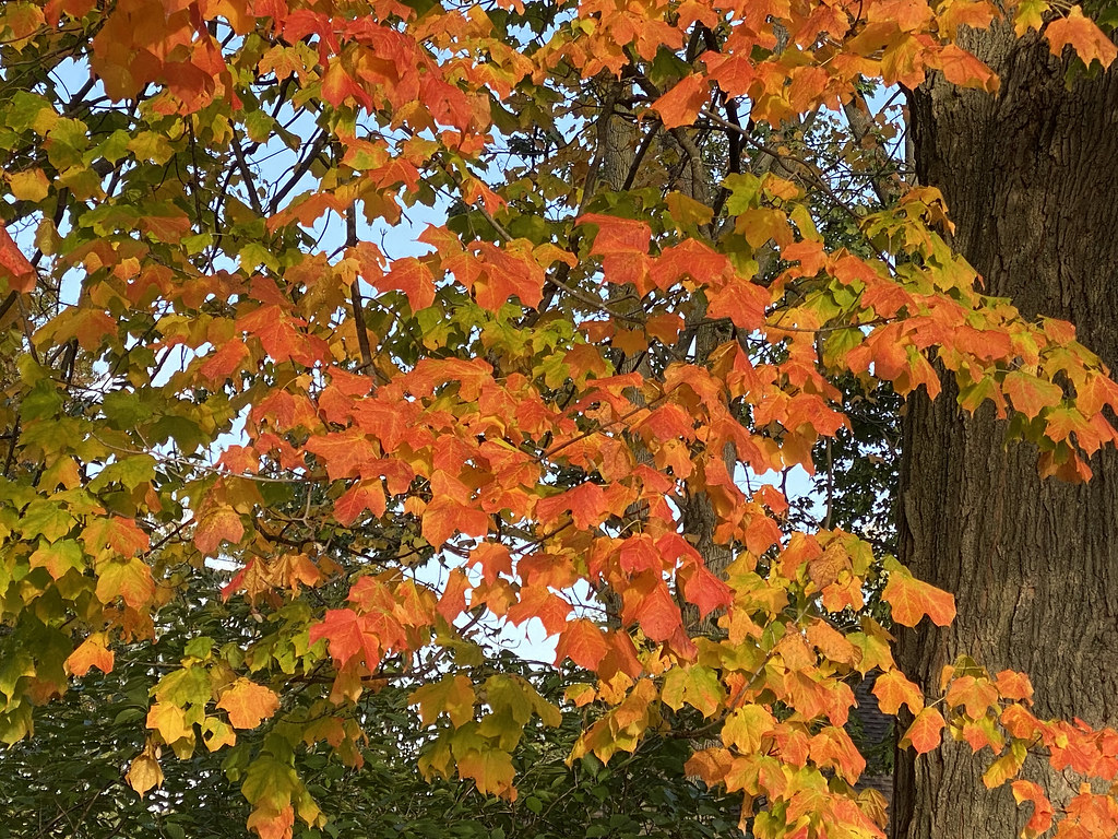 Picture Of Fall 2021 Foliage. Photo Taken Thursday October… Flickr