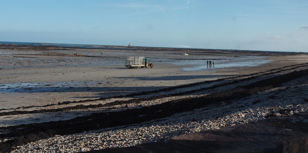Oyster beds, Jersey OLYMPUS DIGITAL CAMERA Margaret Symonds Flickr