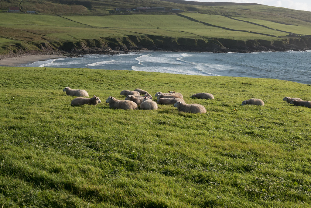 Gulberwick Shetland Kinta Beaver Flickr