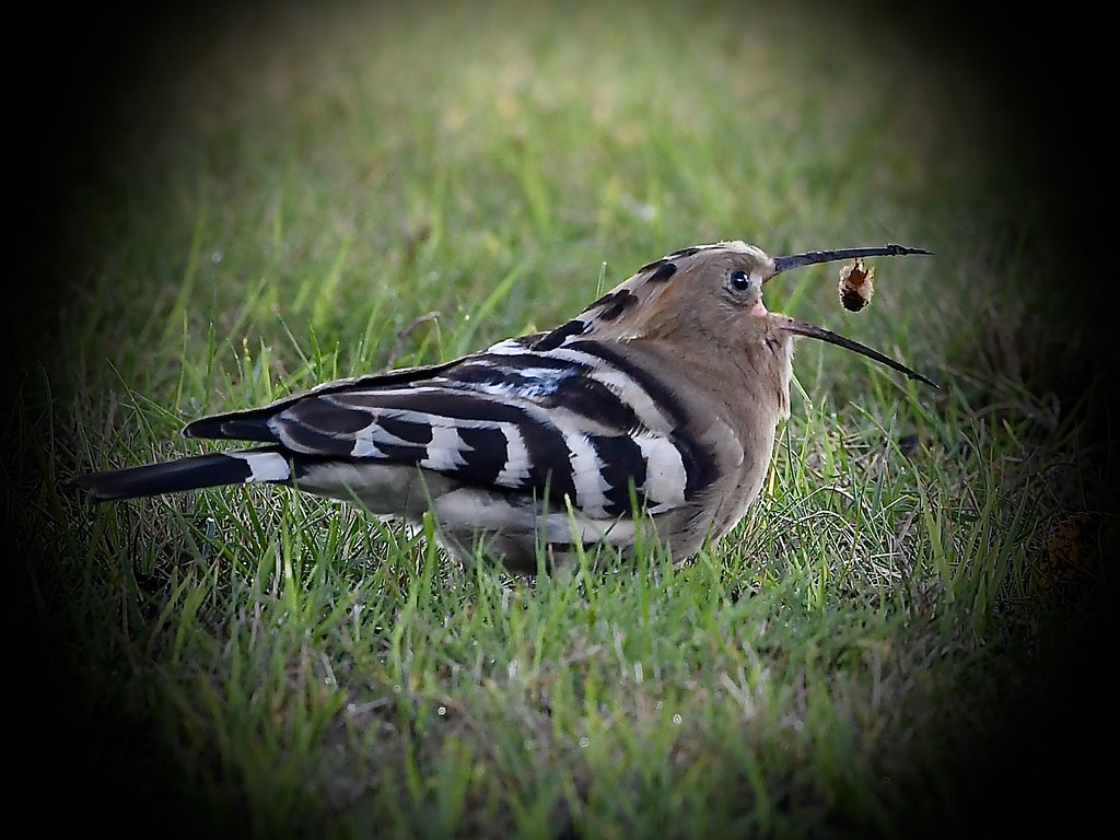 Hoopoe Warwick. Graham Cox Flickr