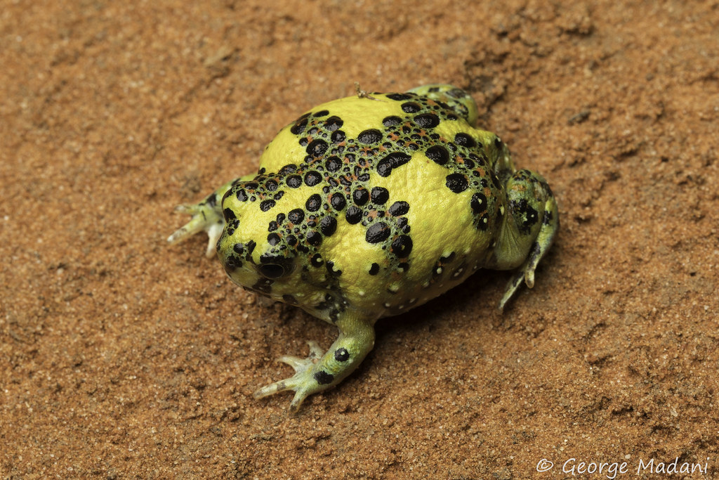 Holy Cross Frog Notaden Madani Flickr