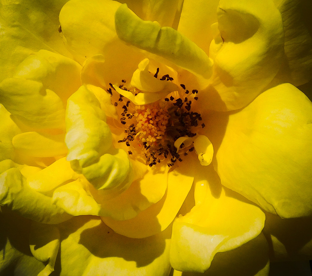 2021324JOYFUL YELLOW ROSE amalthus Flickr