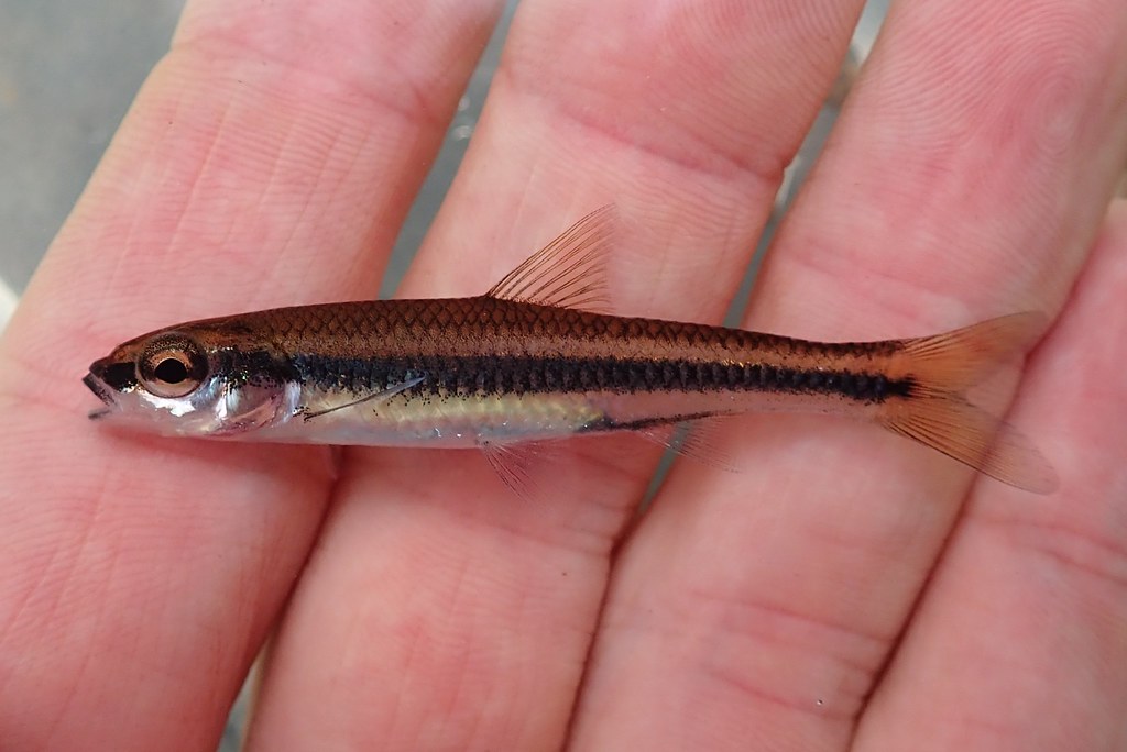 Ironcolor Shiner Notropis chalybaeus ben.a.cantrell Flickr