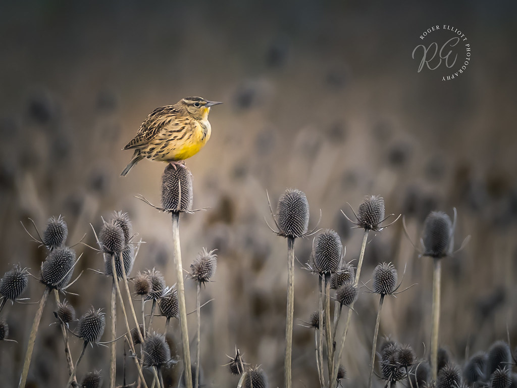Juvenile_Western_Meadowlark_8720211030 Roger Elliott Flickr