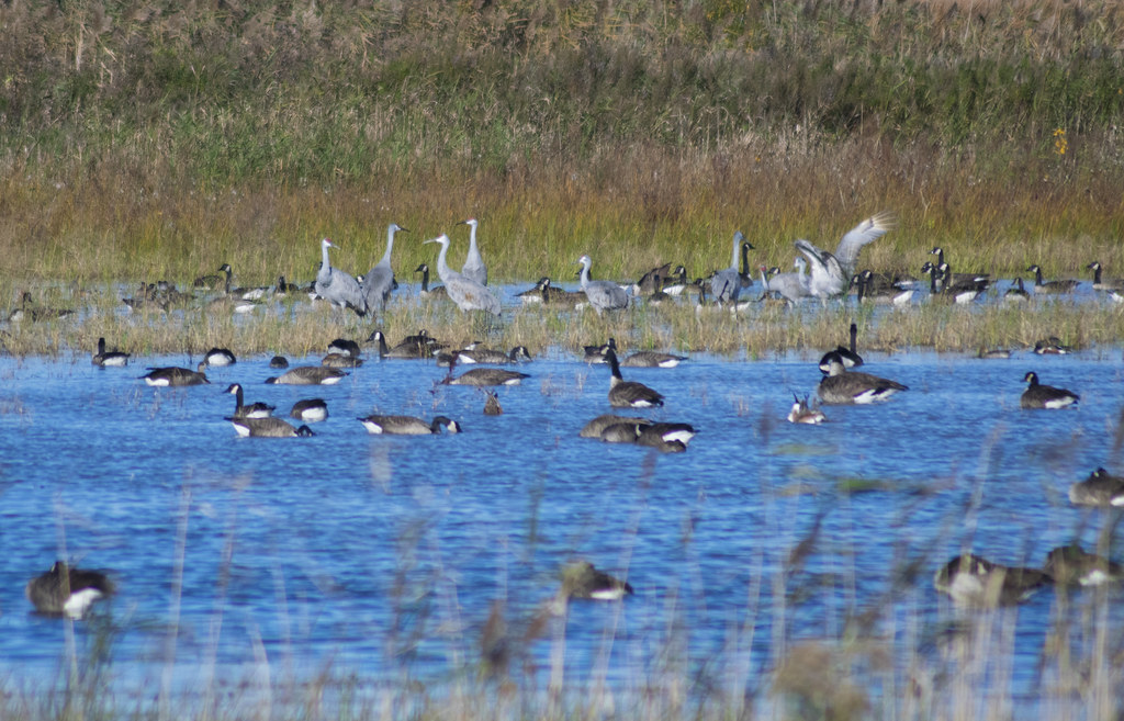 montezuma national wildlife refuge1 Carl Brand Flickr