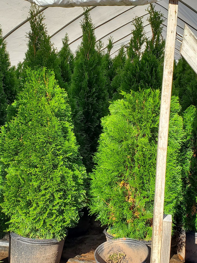 CT * Kogut Nursery Flickr