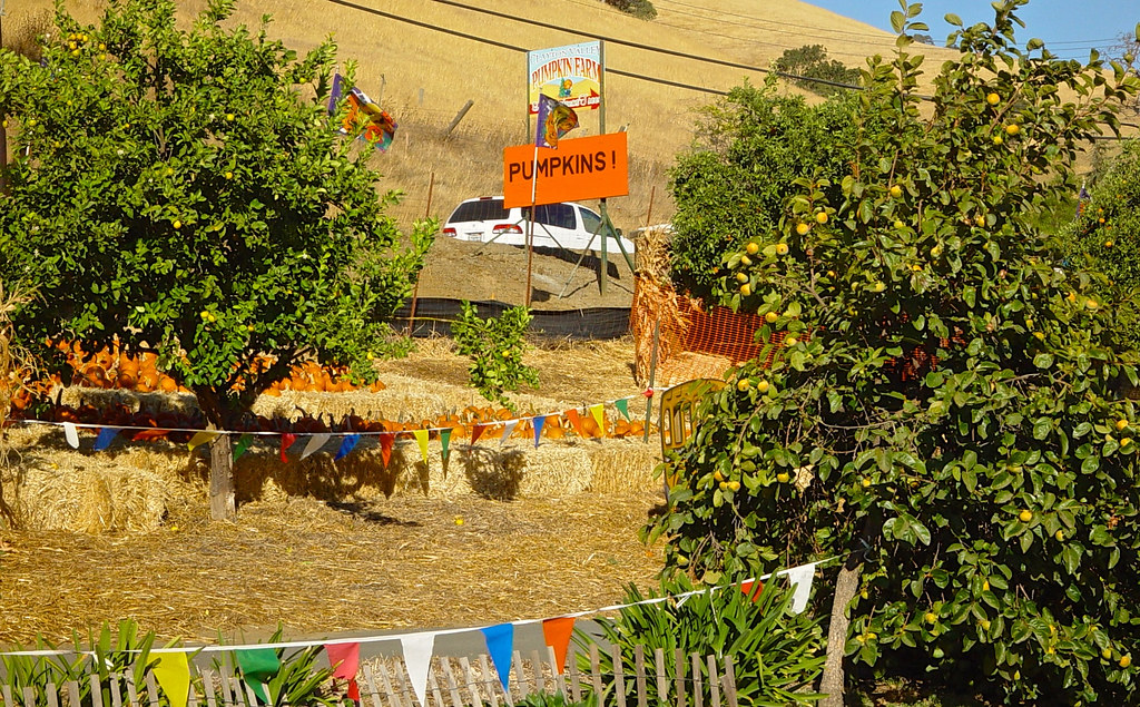 Clayton Valley Pumpkin Farm & Christmas Trees Clayton Valley Pumpkin Farm October 2002 July, 9, 2021 To … Flickr