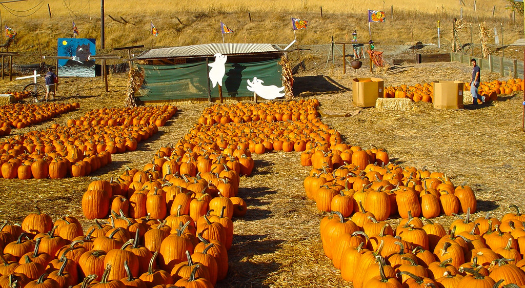 Clayton Valley Pumpkin Farm & Christmas Trees Clayton Valley Pumpkin Farm October 2002 Dick McLeish Flickr