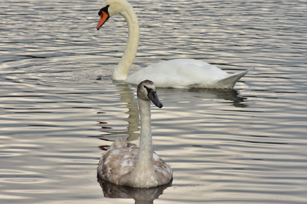 DSC_2392 Mute Swan & parent River Flickr
