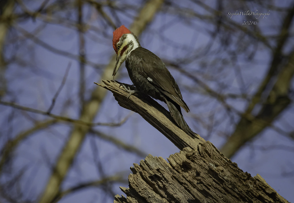Pileated Woodpecker Maryland. Stephen Walsh Flickr