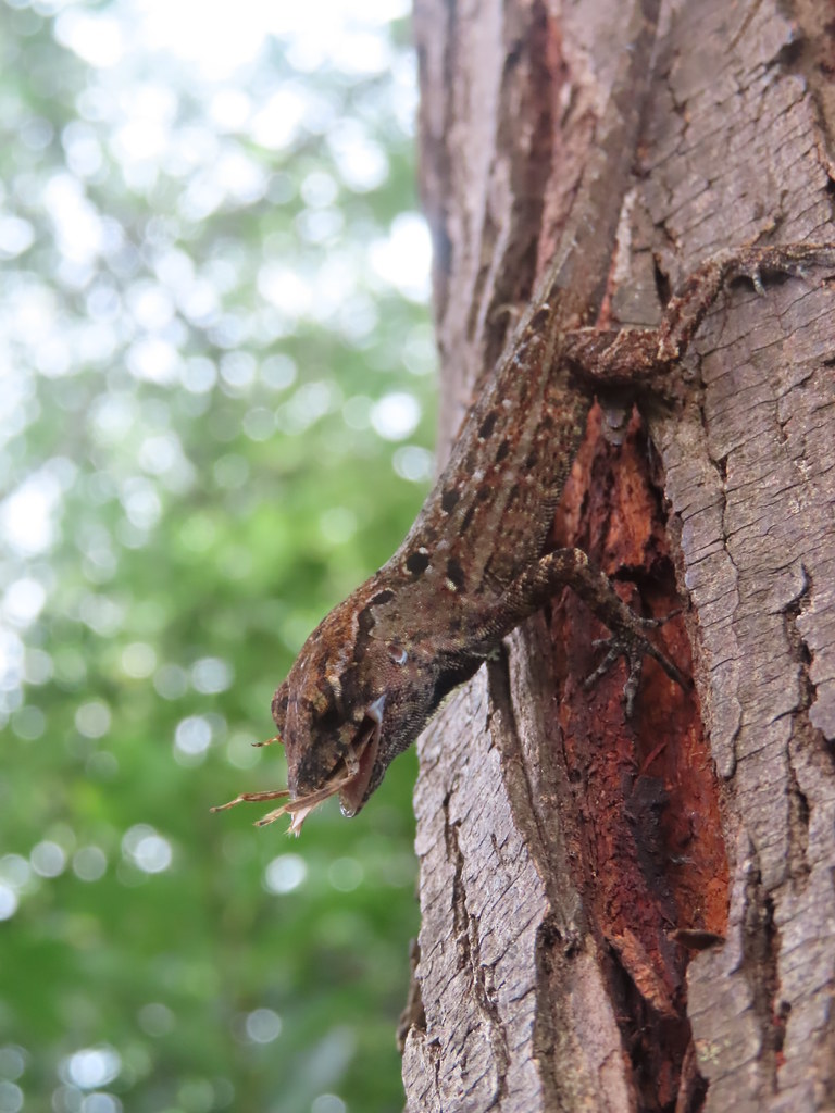Anolis lizard eating cockroach MiamiDade County, Florida Flickr