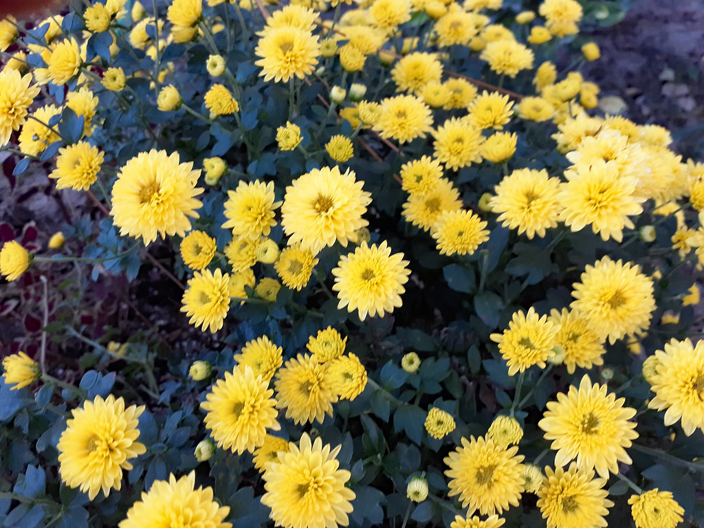 Yellow Mums. My wife's mums blooming in her flower garden.… Mark