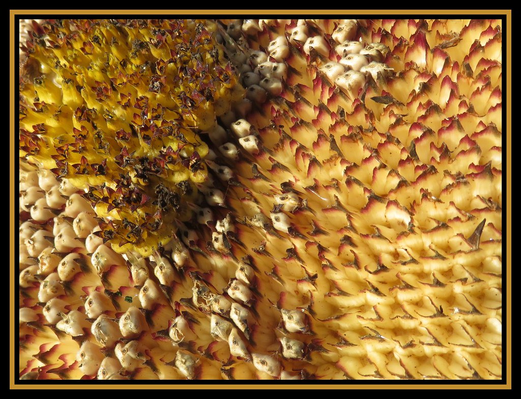 Sunflower Seed Dispersal Nature's dinner plate. Flickr