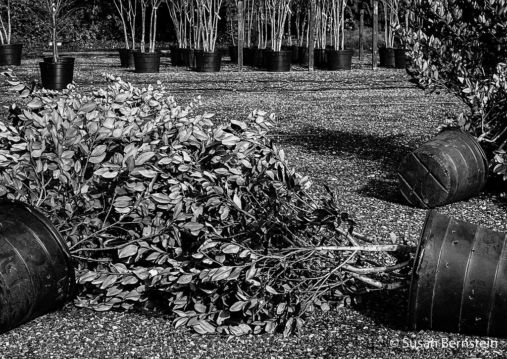Trees for Sale (After Wind) The nursery left all the blown… Flickr