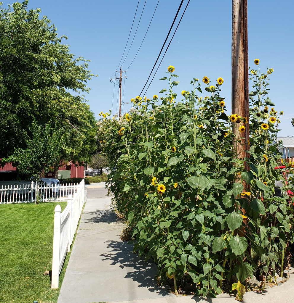 20210713_Sunflowers beside parking strip Sunflowers were p… Flickr