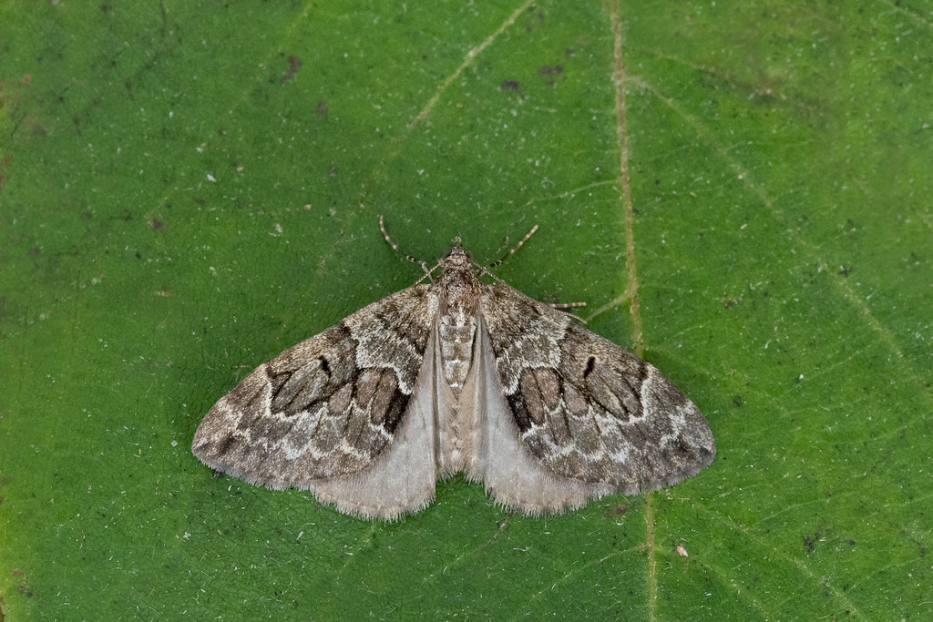 Spruce Carpet19 David Gardiner Flickr