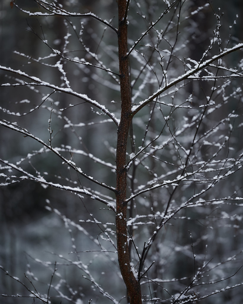 Transition. When does autumn end and winter start? Aside f… Flickr