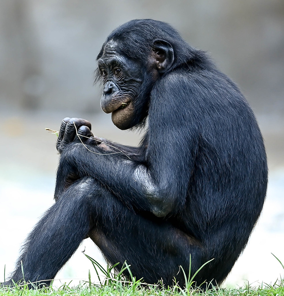 Bonobo Fort Worth Zoo Joseph Deems Flickr