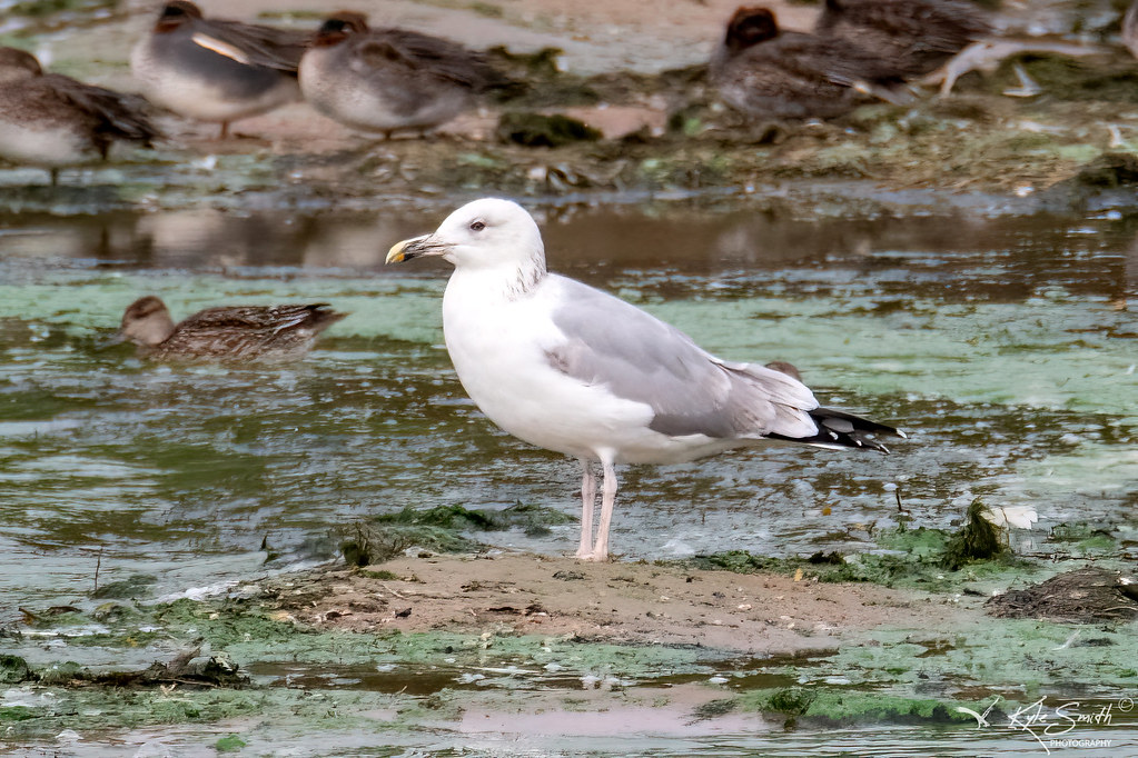 Caspian Gull x herring gull Kyle Smith Flickr
