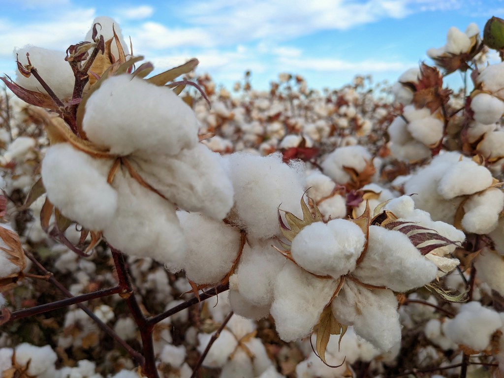 Cotton the fabric of our lives Romella Watler Flickr