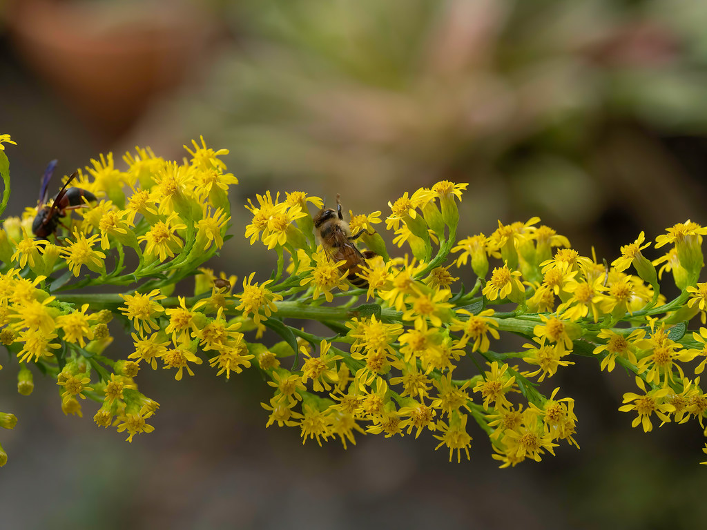 Goldenrod with insects, home denoise and sharpen. Goldenro… Flickr