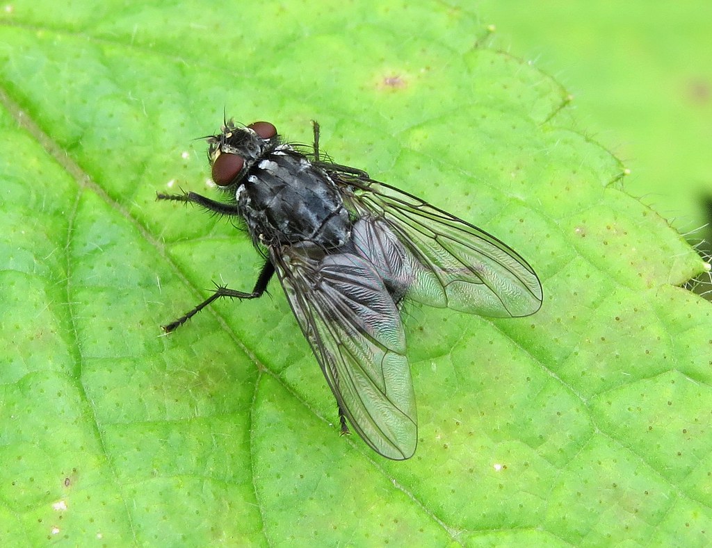 Polietes lardarius female Den Of Airlie, Angus 2015 Flickr