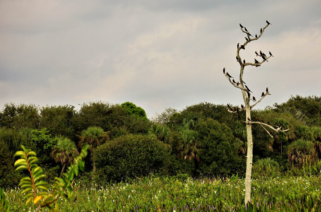 Standing Room Only Boattailed Grackles Florida Wetlands… Flickr